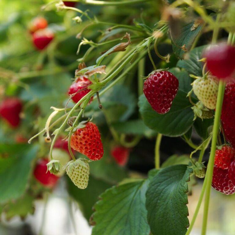 strawberry-crop