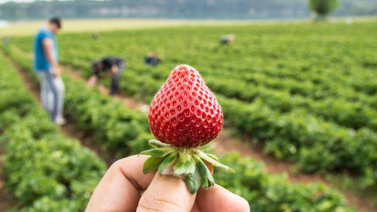 strawberry-crop-hand