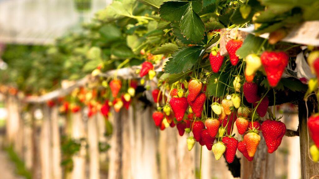 strawberry-greenhouse