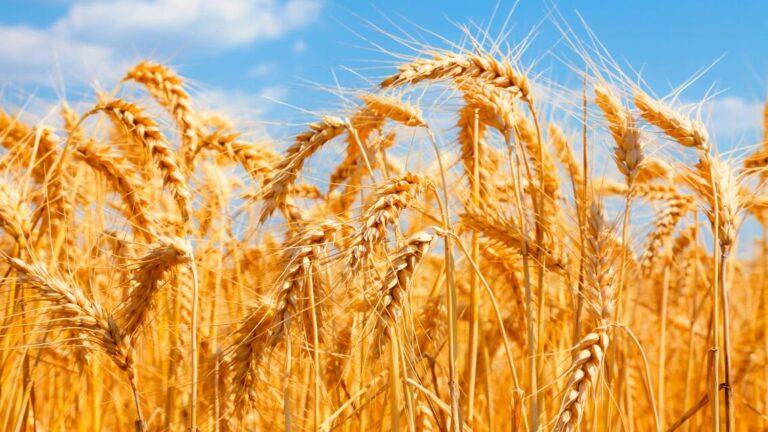 wheat-crop