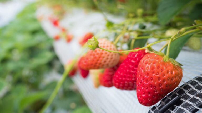 strawberries-cultivation-greenhouse