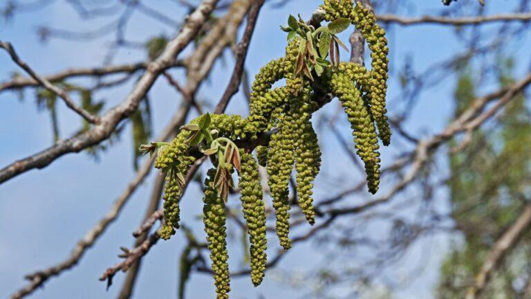 flowers-of-walnut-tree