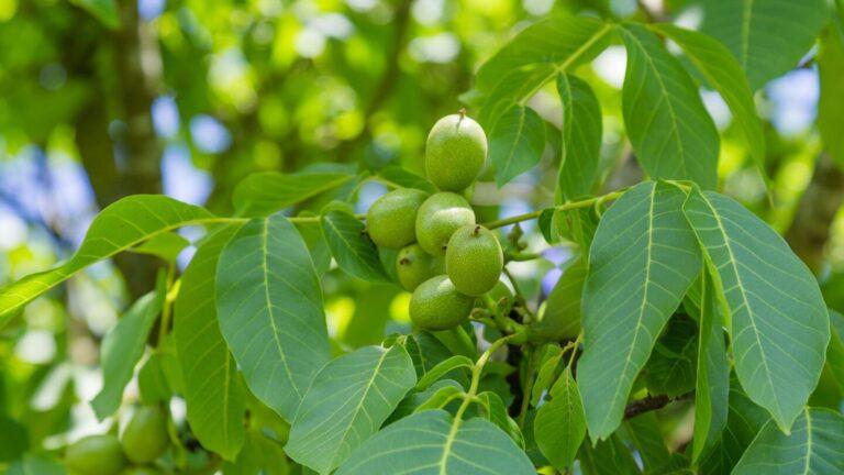 green-nuts-on-the-tree