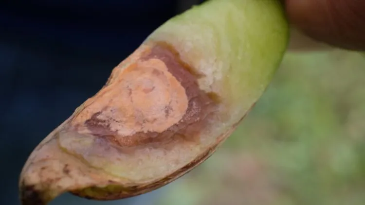 Fusarium spp on peas φουζάριο στα φυτά σε φασόλια