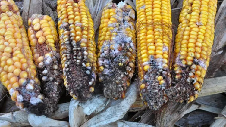 fusarium on corn cobs φουζάριο στα φυτά σε καλαμπόκια