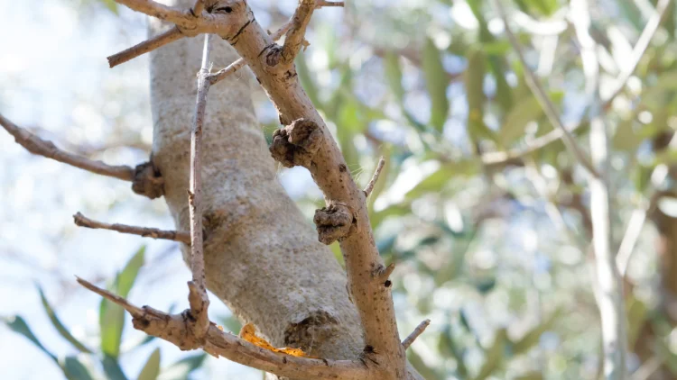 canker olive tree olive knot disease