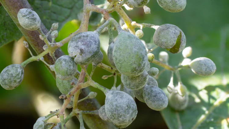 grapes with powdery mildew. powdery mildew on grapes
