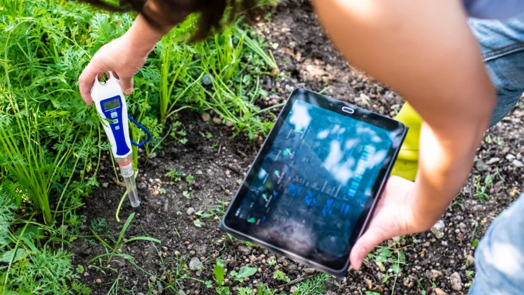 alkaline soil pH correction