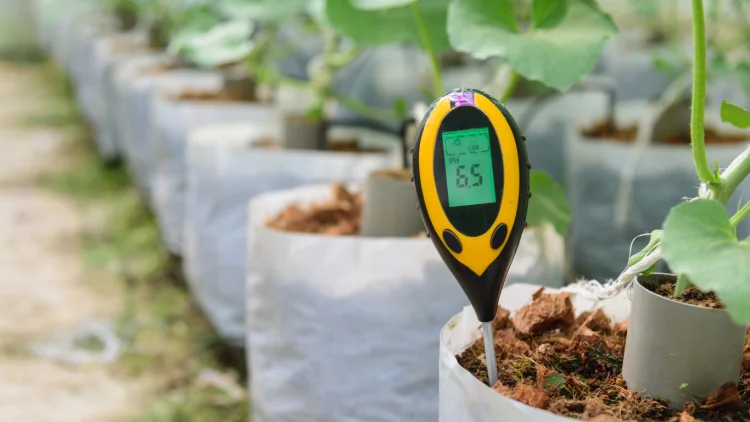 alkaline soil pH correction