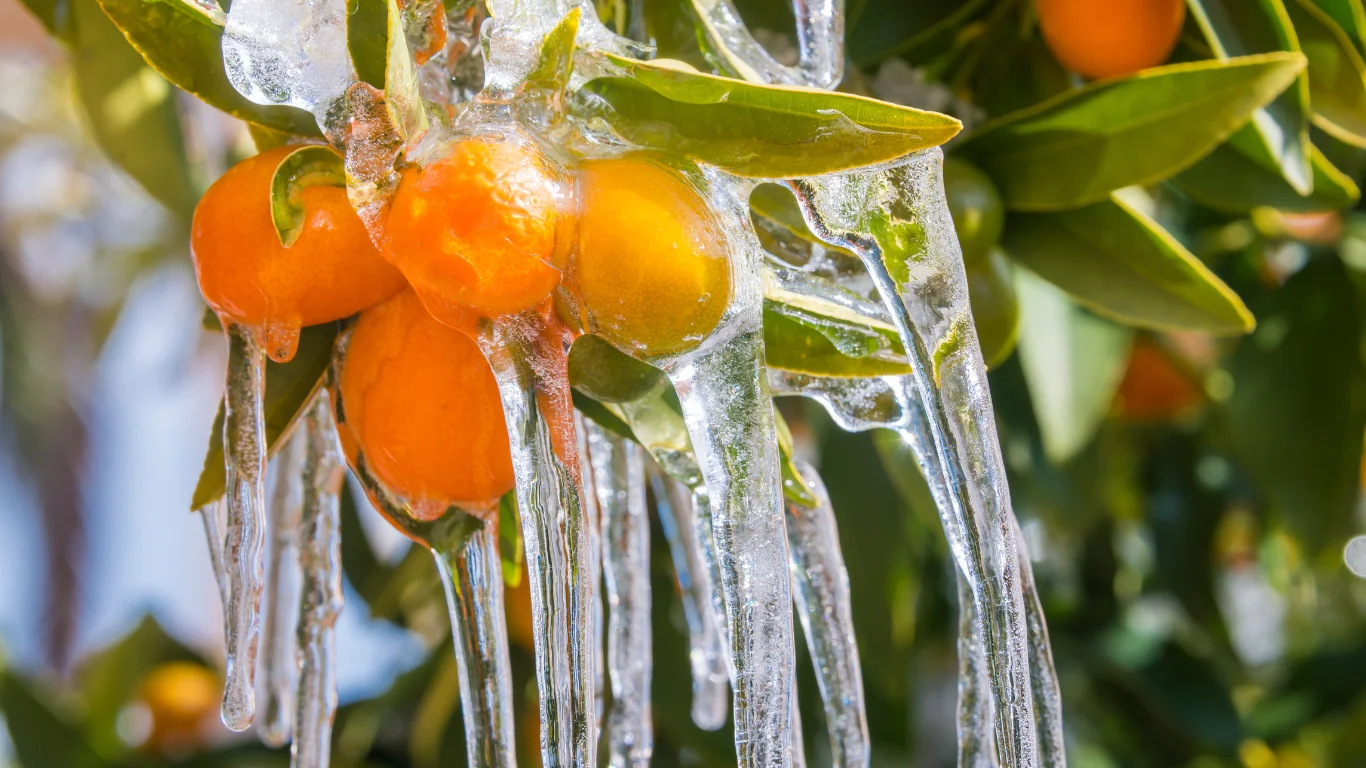 citrus trees in cold weather