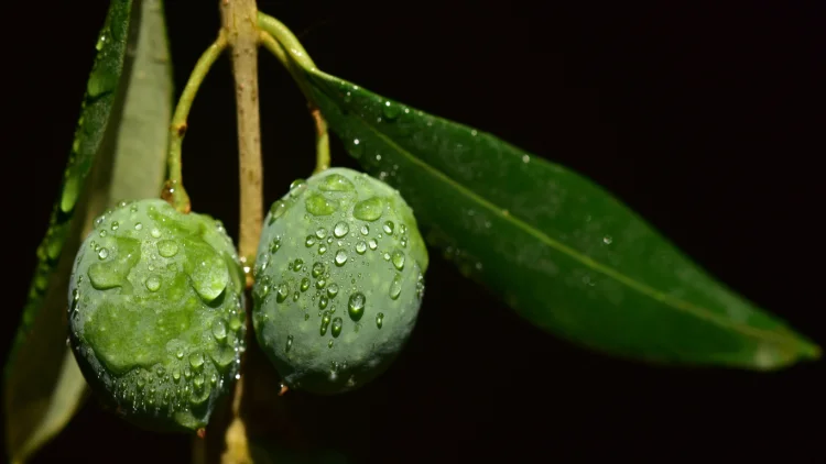 green olives with water olive tree nitrogen fertilization