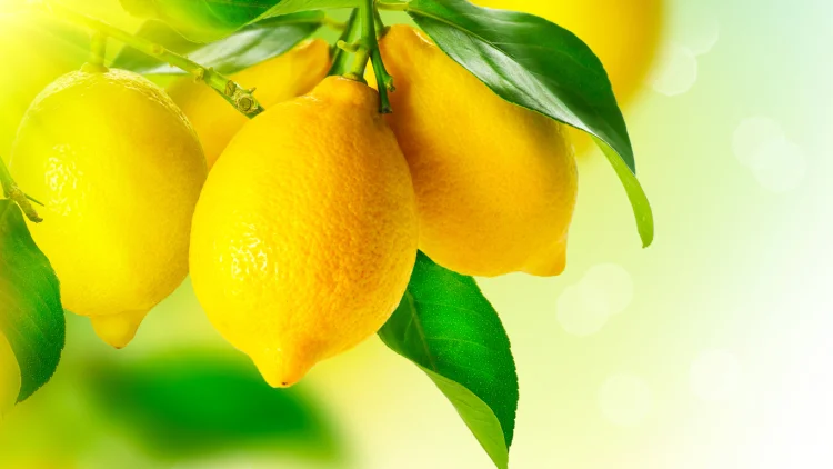 lemon fruits citrus trees in cold weather