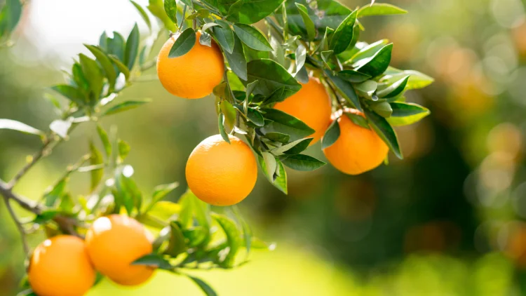 orange fruits citrus trees in cold weather