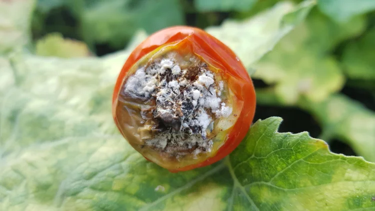 tomato end rot fruit set failure in tomato cultivation