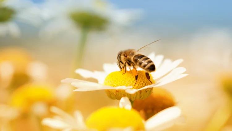 bee on a margherita flower μέλισσες επικονιάζουν άνθη στη φύση