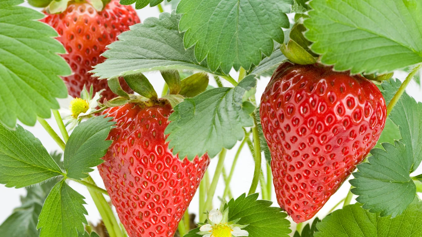 strawberries crop.jpg