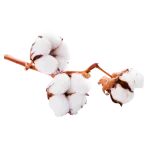 cotton