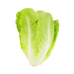 lettuce