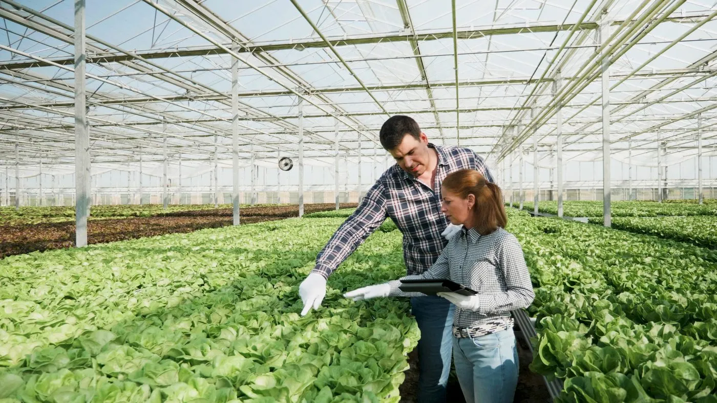 gardeners people checking organic fresh salad farming season greenhouse agricultural grower woman typing plantation production tablet concept agronomy hydroponic farm scaled