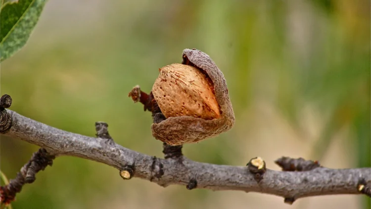 almond on a branch αμυγδαλιές βόριο
