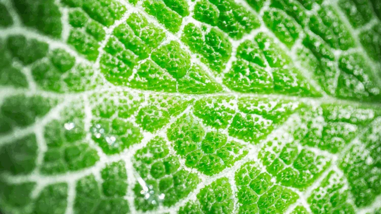 φωτοσύνθεση 