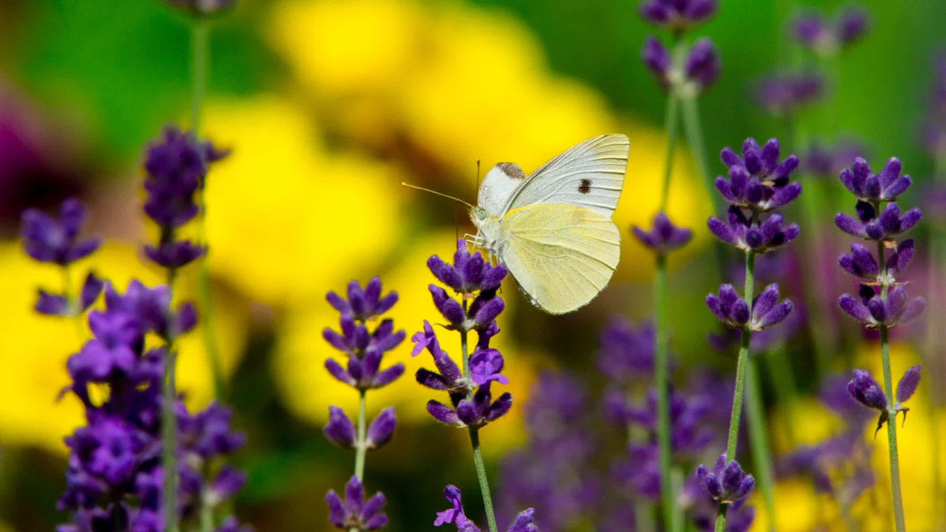 butterfly on violet levander flower