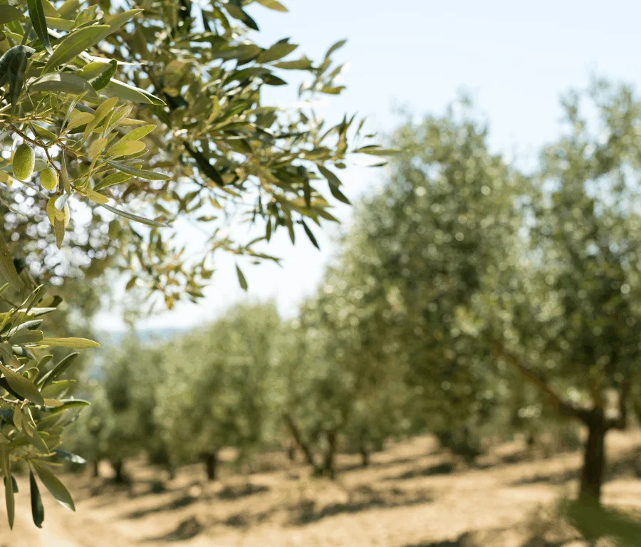 olive trees field