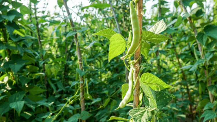 beans field Sulfur in plants beans field