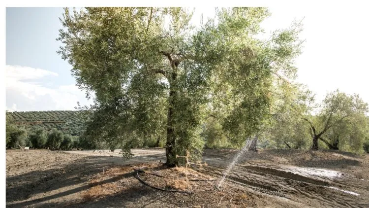 irrigation system in olive trees why olive trees are not growing irrigation system in olive trees