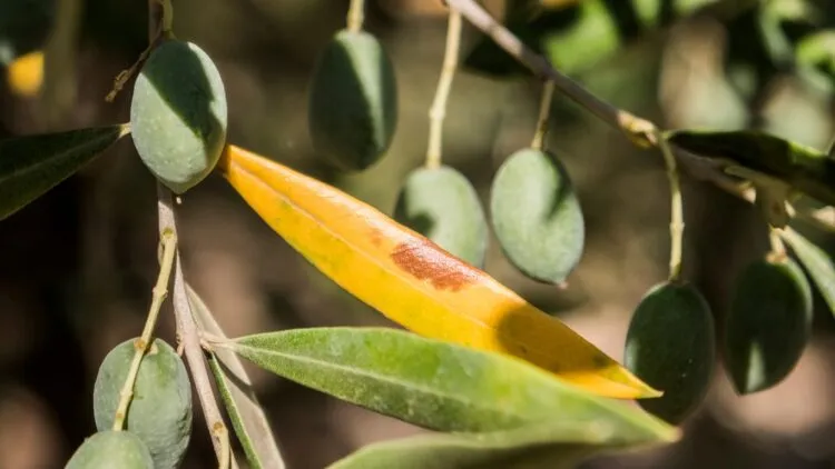 olive leaves chlorosis why olive trees are not growing olive leaves chlorosis