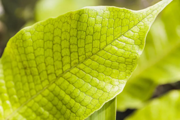 Κιτρίνισμα των φύλλων στα δέντρα ως σύμπτωμα χλώρωσης Leaf chlorosis in trees with yellow leaf tissue and green veins