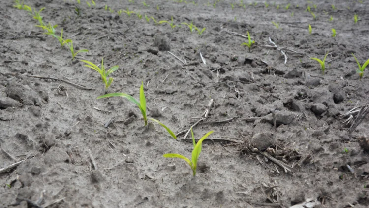 έδαφος δεν κρατάει νερό καλλιέργεια καλαμποκιού σε φτωχό ξηρό έδαφος Soil does not retain water in maize cultivation on poor, dry soil