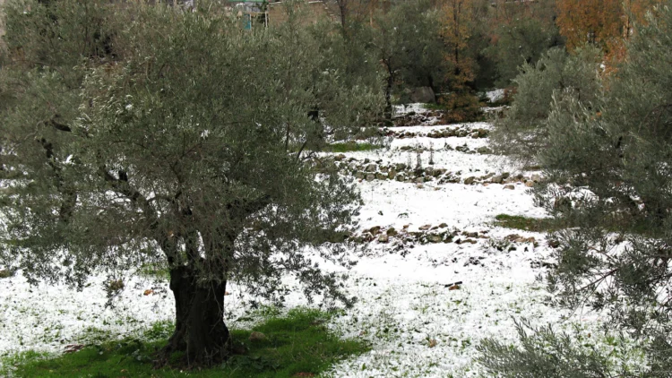 ελαιόδεντα χιονισμένα olive tree frost protection measures during winter