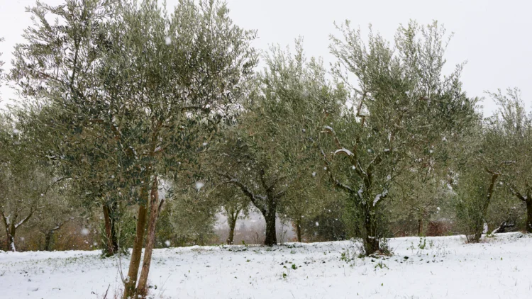 ελαιόδεντρα με χιόνι και παγετό olive tree frost protection, olive trees in snow