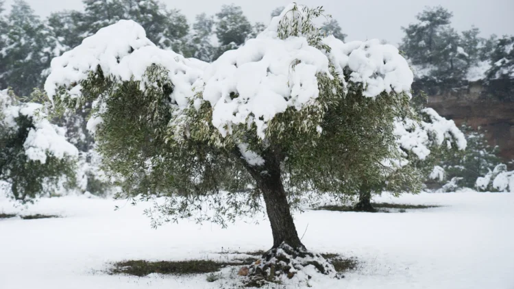 ελιά καλυμμένη με χιόνι και παγετό Προστασία της ελιάς από τον παγετό, ελιά καλυμμένη με χιόνι και παγετό