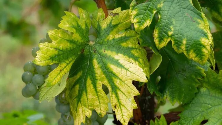 ιχνοστοιχεία στη λίπανση έλλειψη σιδήρου σε φύλλα αμπελιού Micronutrients in fertilization iron deficiency in vineyard leaves