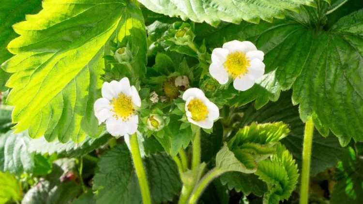 ιχνοστοιχεία στη λίπανση ανθος φράουλας άνθιση καλλιέργειας Micronutrients in fertilization strawberry blooming