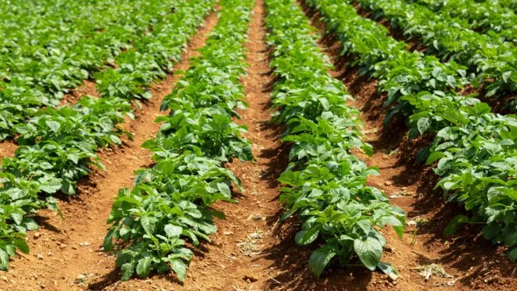 ιχνοστοιχεία στη λίπανση καλλιέργεια πατάτας Micronutrients in fertilization, potato crop