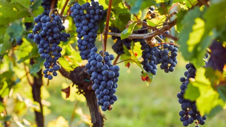 κόκκινα σταφύλια σε αμπελώνα Potassium requirements in grapevine, red grapes in vineyard