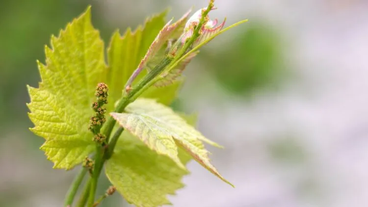 νέοι βλαστοί και οφθαλμοί αμπελιού την άνοιξη Potassium requirements in grapevine, new buds in springtime