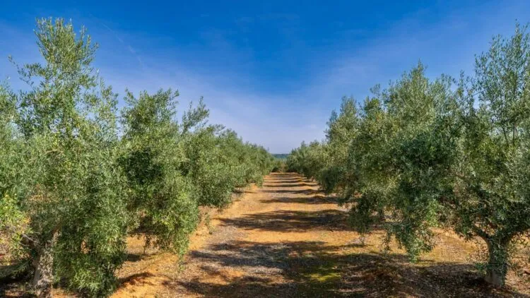 χωράφι με ελαιόδεντρα σε ηλιόλουστη μέρα when to fertilize olive trees during the growing season - olive grove on a sunny day